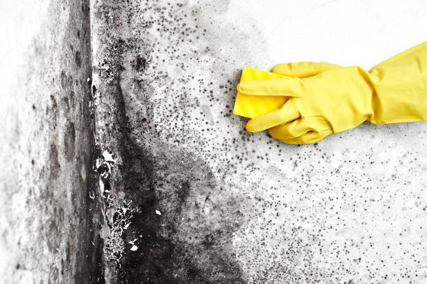 Best White Mold Remediation in Stoughton, WI