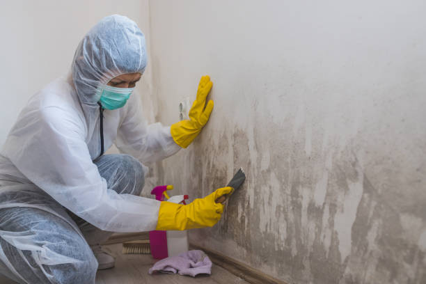 Trusted Stoughton, WI Mold Remediation Experts