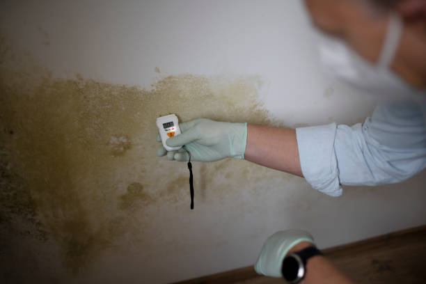Best Bathroom Mold Remediation in Stoughton, WI