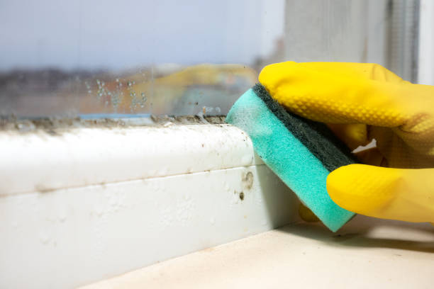 Best Attic Mold Remediation in Stoughton, WI