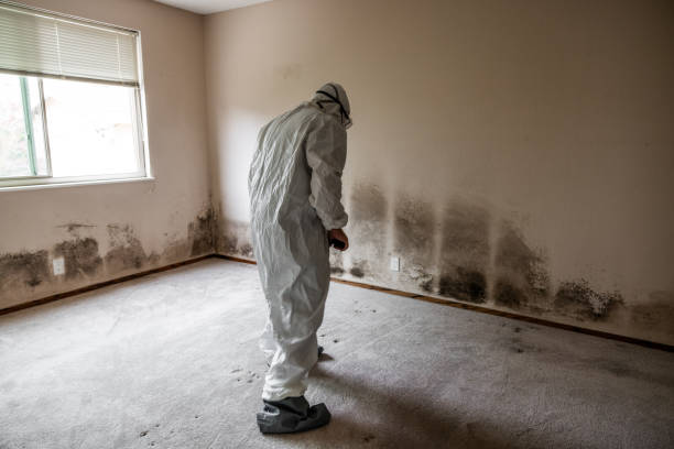 Best DIY Mold Remediation Support Services in Stoughton, WI
