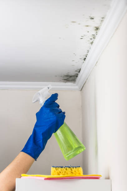 Best Emergency Mold Remediation in Stoughton, WI